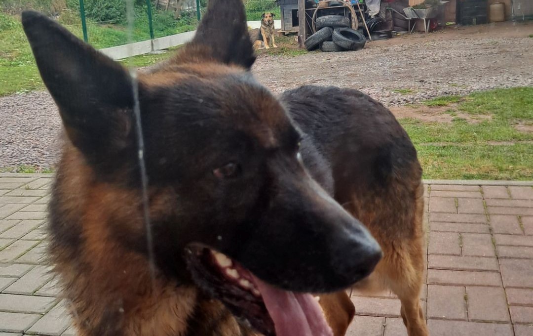 Zdjęcie do Szuka domu