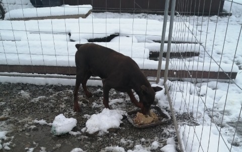 Zdjęcie do Szuka domu