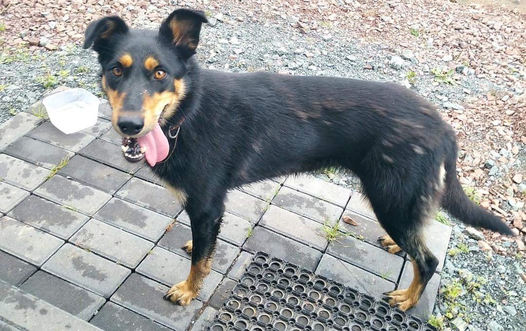 Zdjęcie do SUCZKA SZUKA DOMU