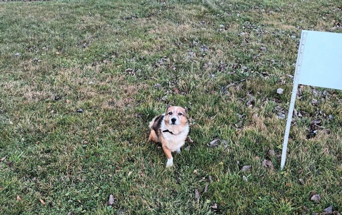 Zdjęcie do Szuka domu