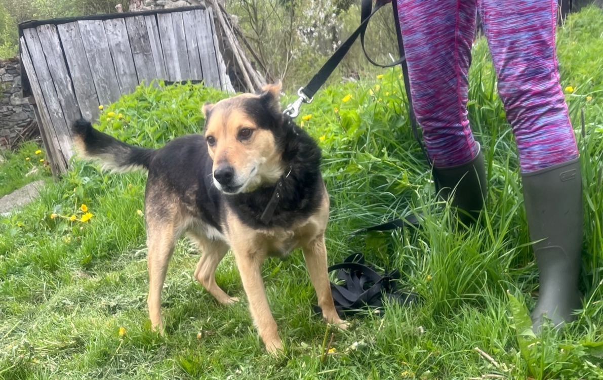 Zdjęcie do Szukamy kojca.