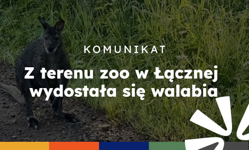grafika z&nbsp;treścią "komunikat: Z terenu zoo w&nbsp;Łącznej wydostała się walabia"