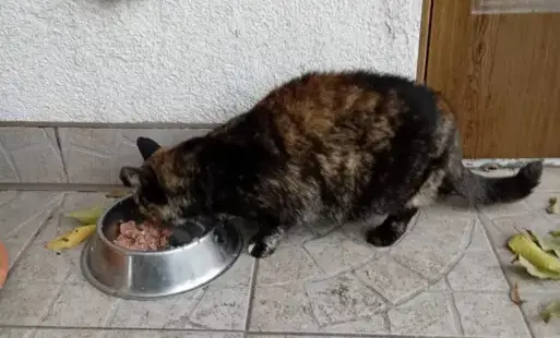 Zdjęcie do Szukamy domu dla kotki z Leszczyńca.