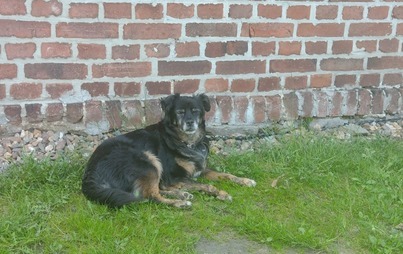 Zdjęcie do Szuka domu.