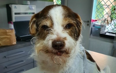 Zdjęcie do Potrącony pies w Krzeszowie